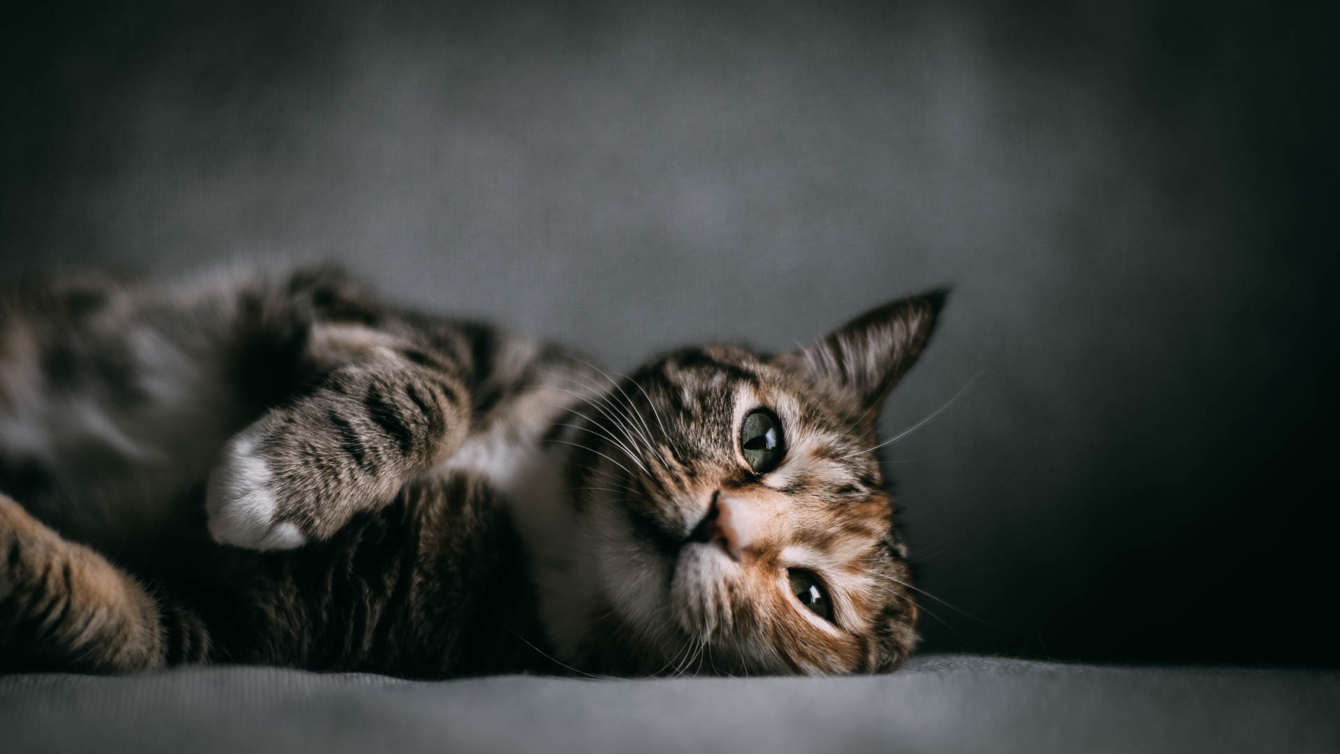 Cat Photography|Contax Carl Zeiss Planar 85mm f/1.4