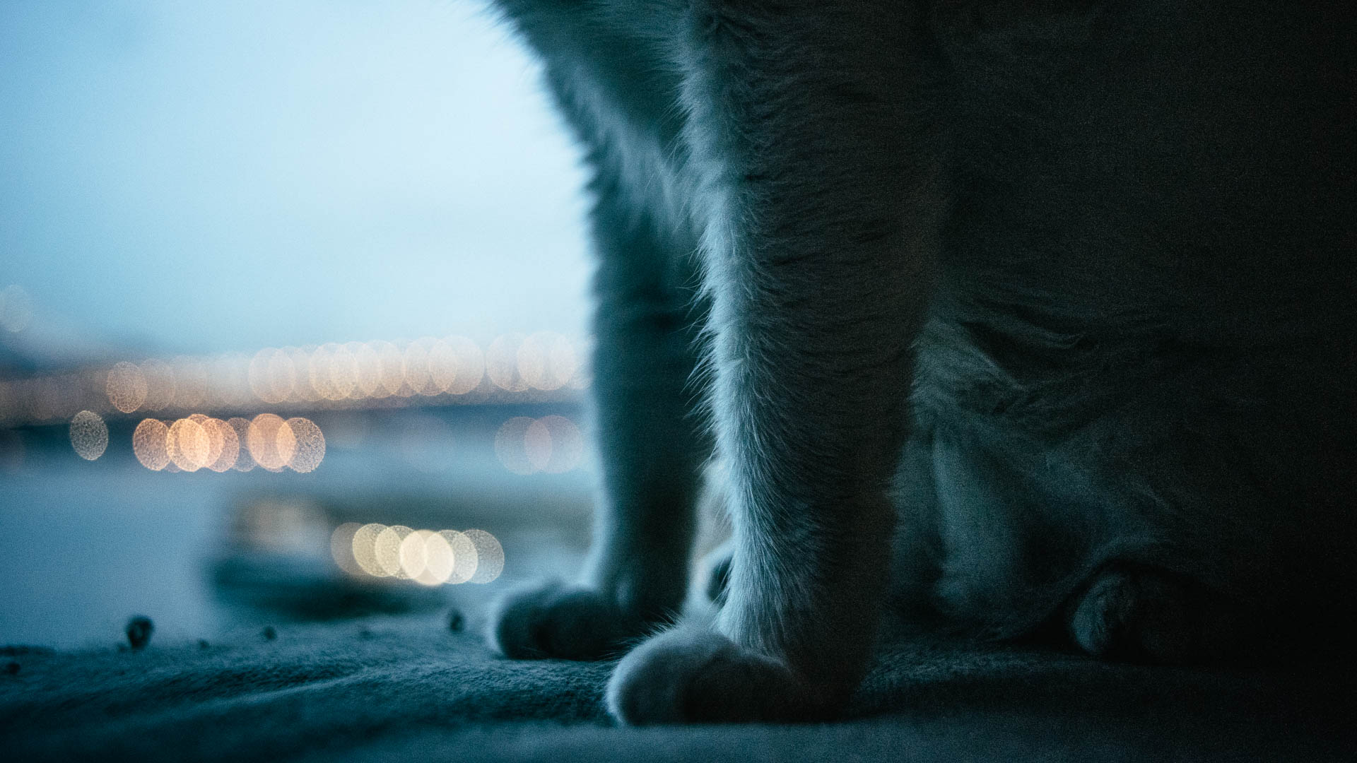 Cat Photography|Sony A7|Contax Carl Zeiss Planar Distagon Sonnar